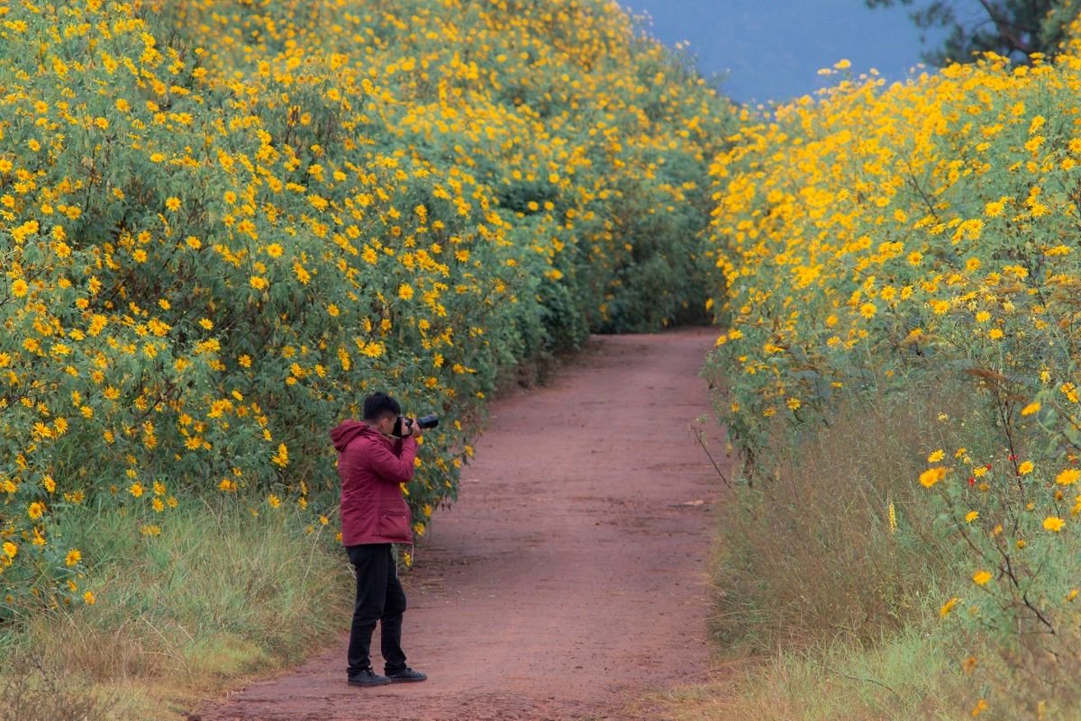Yellow wild sunflowers bloom on the outskirts of Da Lat 0
