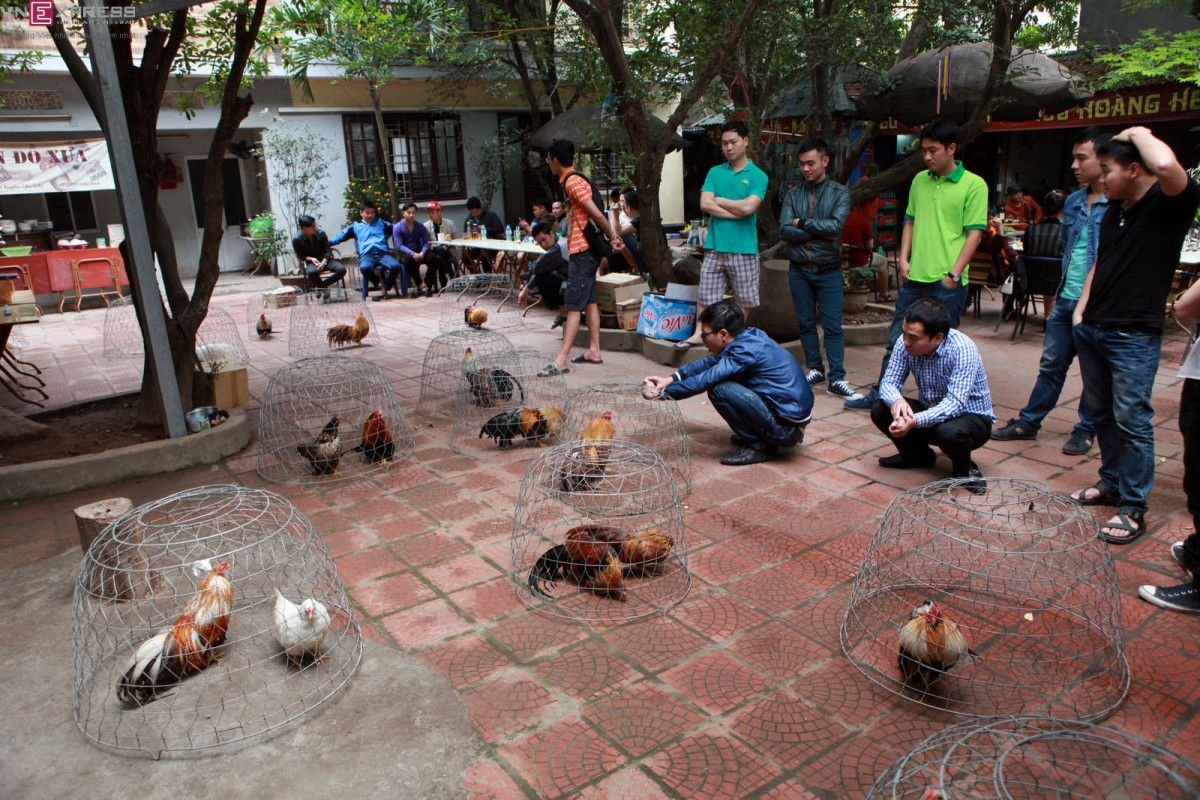 Ornamental chickens - a hobby of Hanoi people 0
