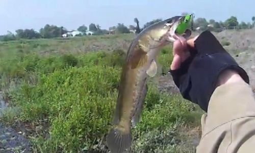 The video 'a master catches a series of snakehead fish using plastic frogs' has been watched for many weeks 3