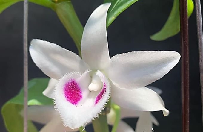 The Department of Crop Production warns about the risks of investing in mutant orchids 2